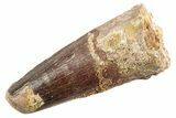Fossil Spinosaurus Tooth - Feeding Worn Tip #360181-1